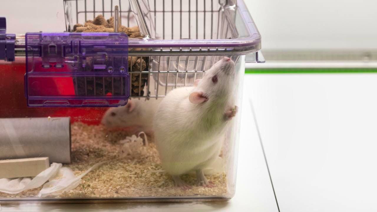 Bien-être animal. Plus de 250 rats de l'EPFL sont partis à l'adoption depuis 2022