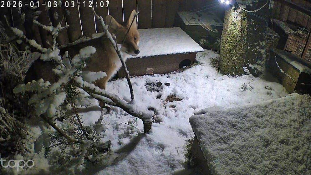Schneefotos 2026. Im Garten dieses Lesers in Dietlikon ZH freut sich auch ein tierischer Besucher über den ersten Schnee im neuen Jahr.