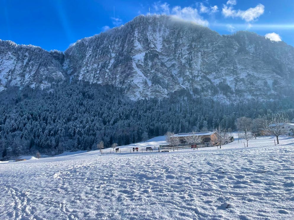 Schneefotos 2026. Derweil erreichen uns weitere Fotos aus Igis GR.