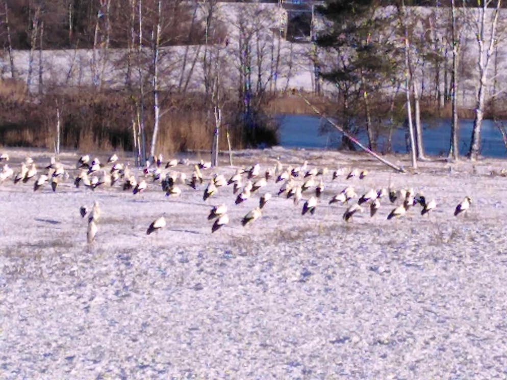 Schneefotos 2026. «Pinguine? Nein, Störche im Schnee in Niederhasli ZH», schreibt eine Leserin zu diesem Bild.