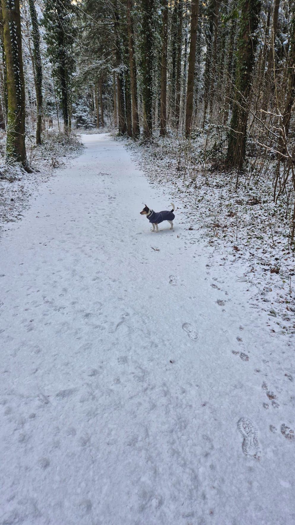 Schneefotos 2026. ... Langendorf SO, ...