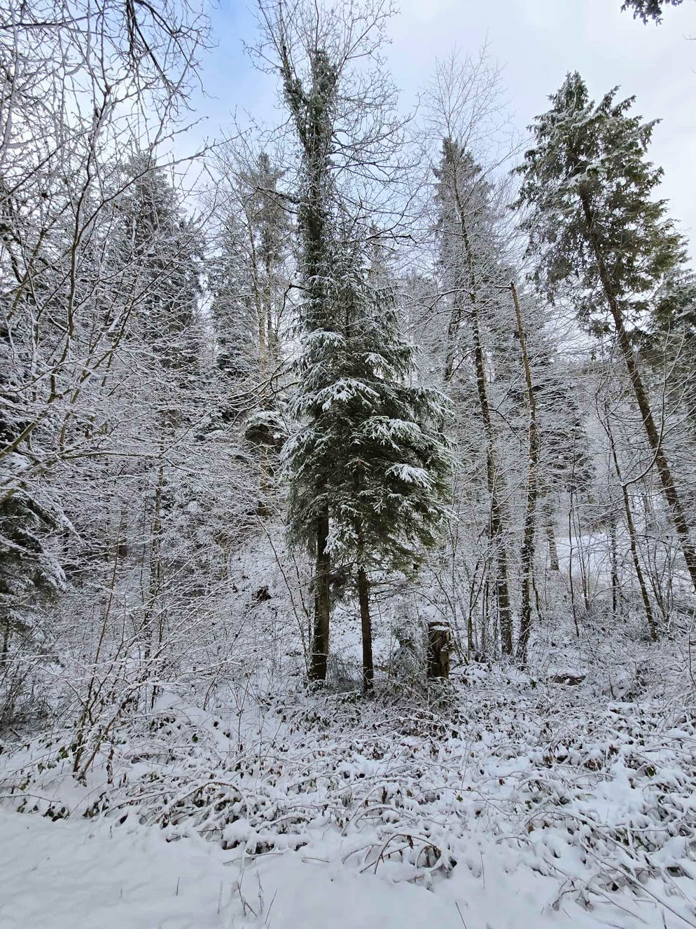 Schneefotos 2026. «Als Erste durch den Schnee im Hutzikertobel», schreibt eine Leserin zu diesem Foto aus Turbenthal ZH.