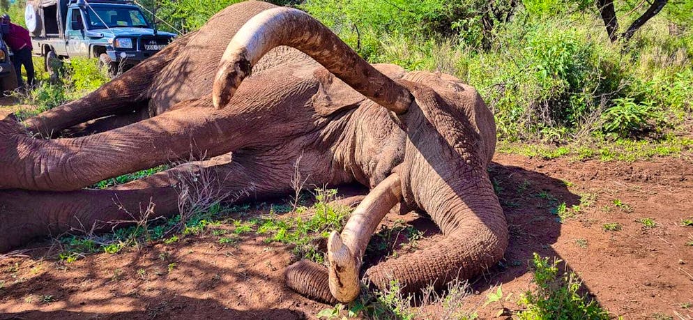 Famous elephant bull Craig died in Kenya - Gallery. Craig sired several calves, helping to pass on rare genetic traits.