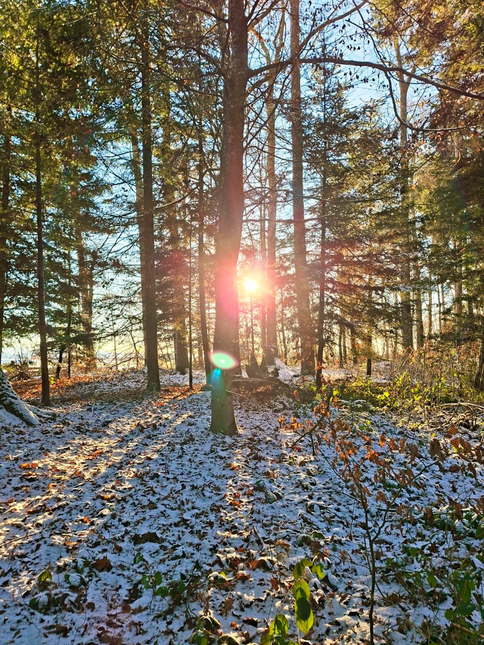Schneefotos 2026. Winter-Sonne im Wald. 