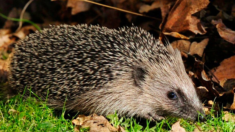 Laut "Pro Natura" können Igel in der Schweiz auf eine grosse Fangemeinde zählen. Die Naturschutzorganisation wählt den Igel zum Tier des Jahres 2026.