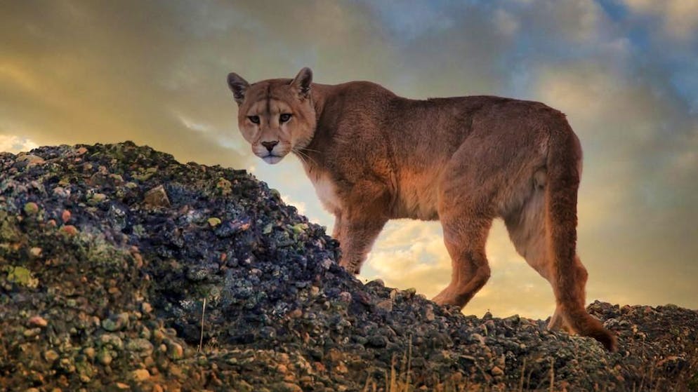 Ricerca. In Patagonia i puma hanno cambiato dieta: ora cacciano anche i pinguini