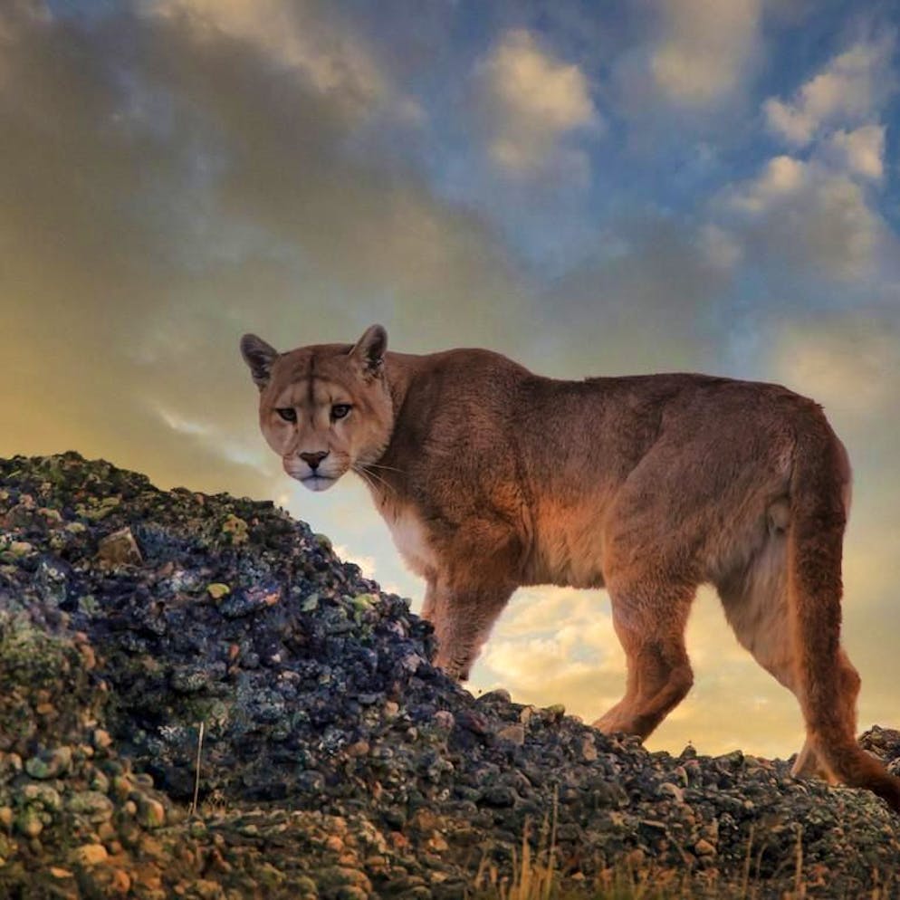 Ricerca. In Patagonia i puma hanno cambiato dieta: ora cacciano anche i pinguini