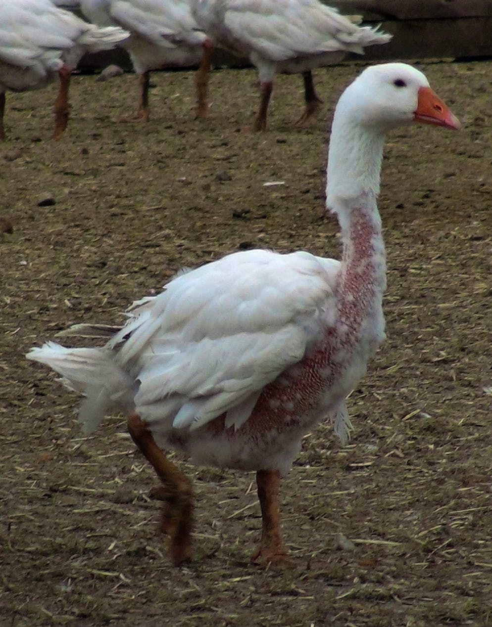 Le plumage à vif des oies est encore répandu.