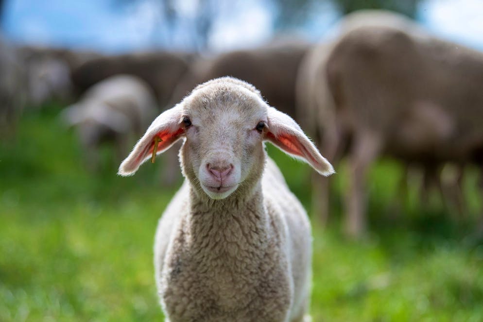 2021 05 14 | Merinoschafe auf einer Weide in Baden Würtemberg 2021;05;13: Deutschland; Baden Würtemberg; Gomadingen: Die Merinoschafe und Île de françe Schafe zusammen auf einer Weide nahe der Ortschaft Gomadingen. Die Schäferei von Mackensen ist ein Demeter Betrieb in Gomadingen.