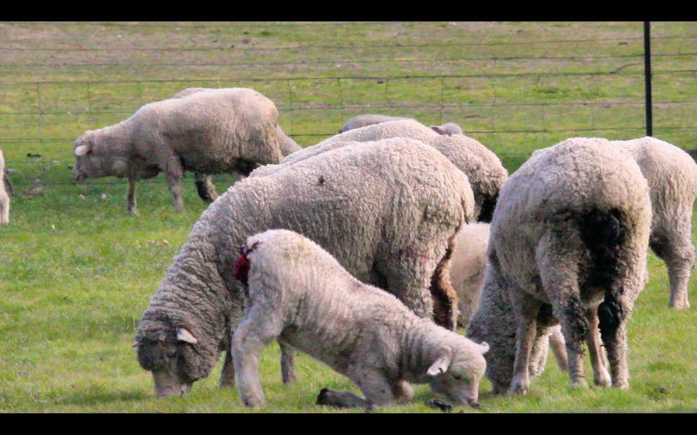 Des agneaux se tiennent aux côtés de leurs mères dans une ferme en Australie – peu après avoir subi l'intervention douloureuse du «mulesing», qui consiste à retirer la peau de l'arrière-train pour prévenir les infestations de mouches.