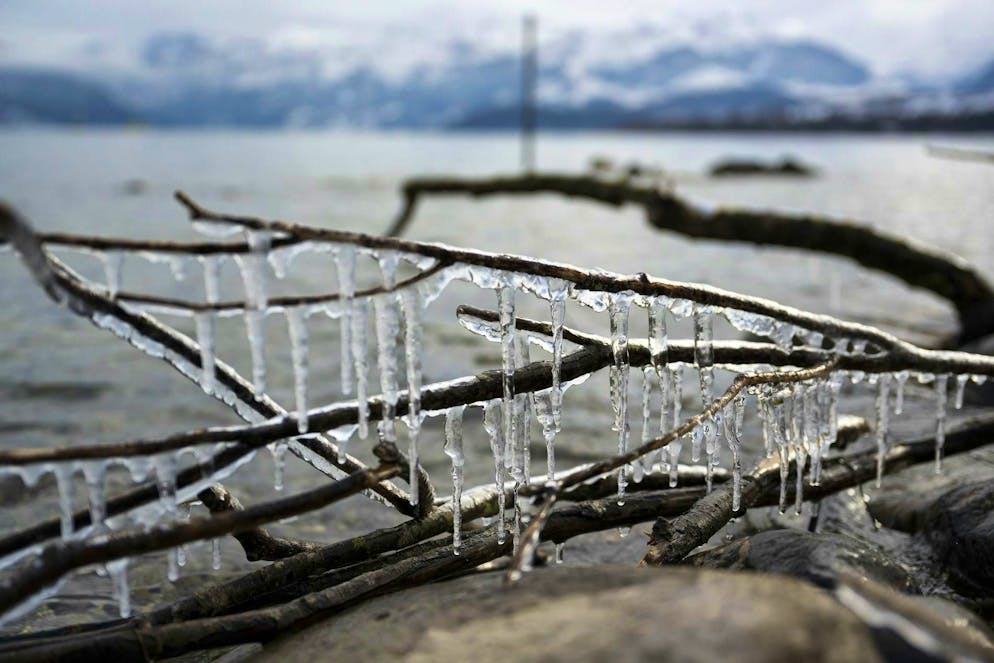 Switzerland is shivering: Ice has formed on the branches on the shores of Lake Thun