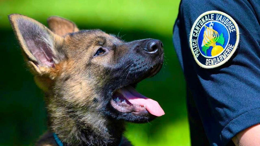 The canine unit of the Vaud cantonal police uses German and Belgian shepherd dogs in particular, pictured here is a puppy in training. (archive picture)