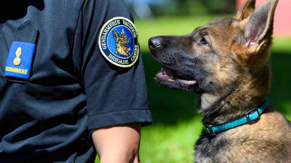 Le chien de la police cantonale vaudoise a poursuvi les traces d'un voleur suspect sur dix kilomètres environ au pied du Jura (archives).