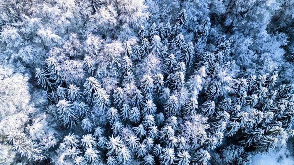 Due to global warming, stem growth after winter now begins several days earlier than ten years ago. Despite the earlier start to the season, the most common Swiss tree species are experiencing a downward growth trend. (archive picture)