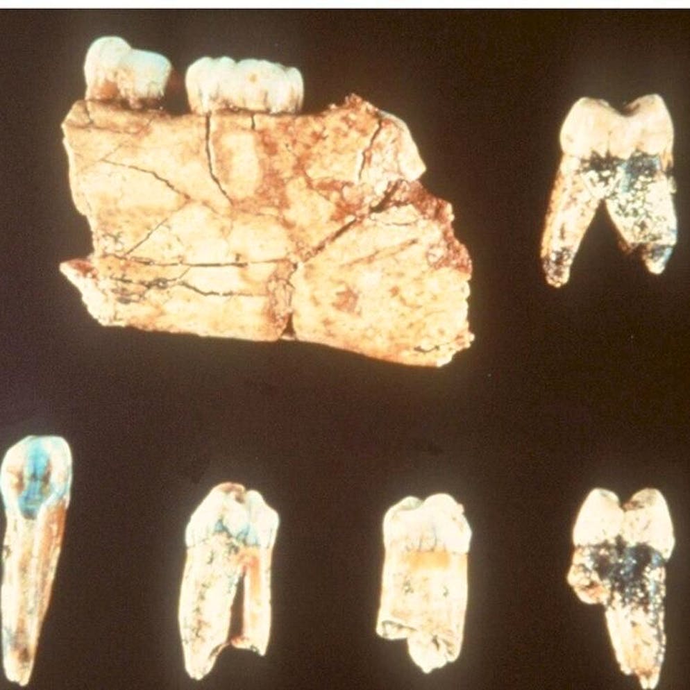 Paléontologie. «C'était quelque chose de bizarre»: des fossiles livrent leurs secrets