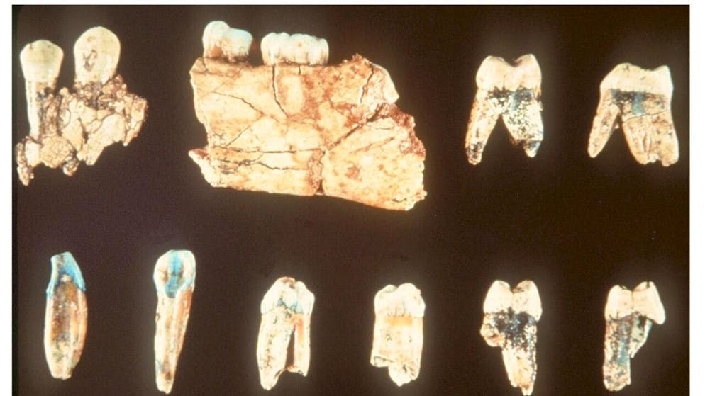 Les fossiles d'Homo antecessor (cliché) et des homininés de Casablanca sont proches, mais ne sont toutefois pas totalement similaires (archives).