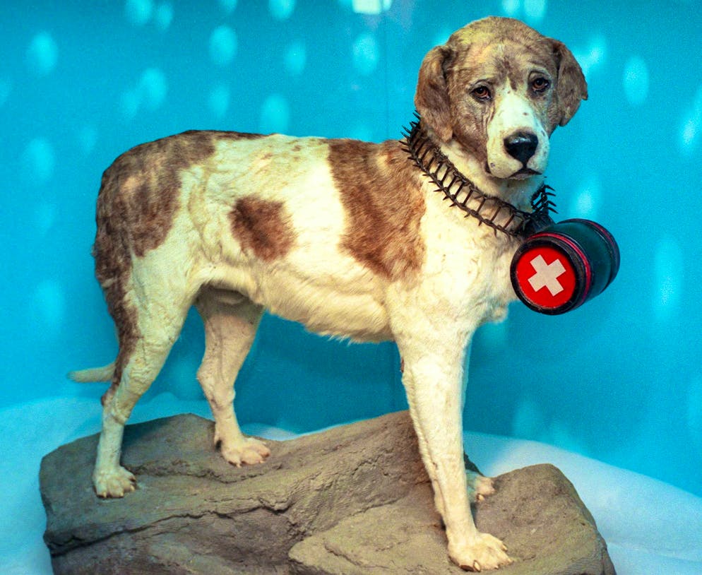Barry, the legendary avalanche dog, was stuffed after his death and is now on display at the Natural History Museum in Bern.