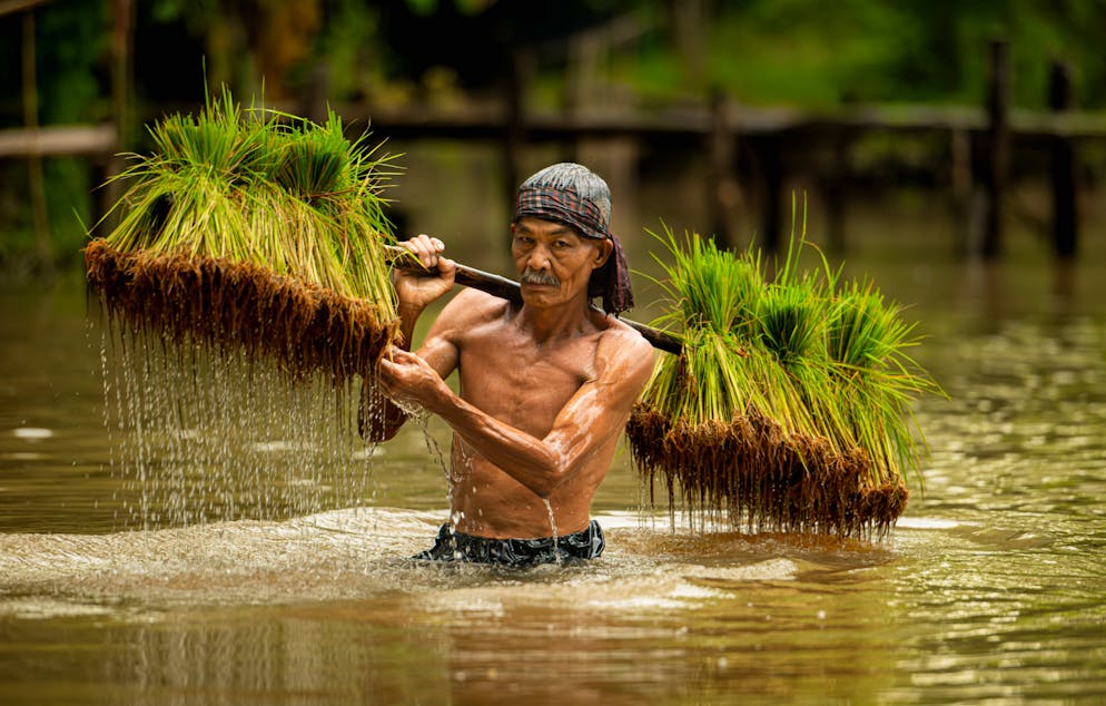Un agriculteur transporte des plants à travers la rivière pour les planter dans les champs
