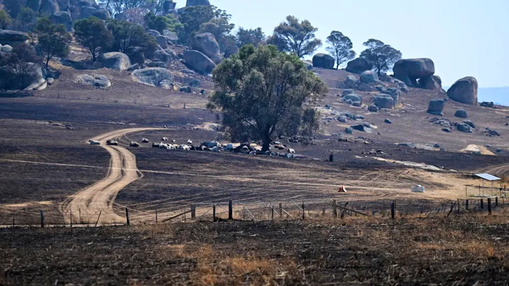 De la terre brûlée à Ruffy, dans l'Etat de Victoria.