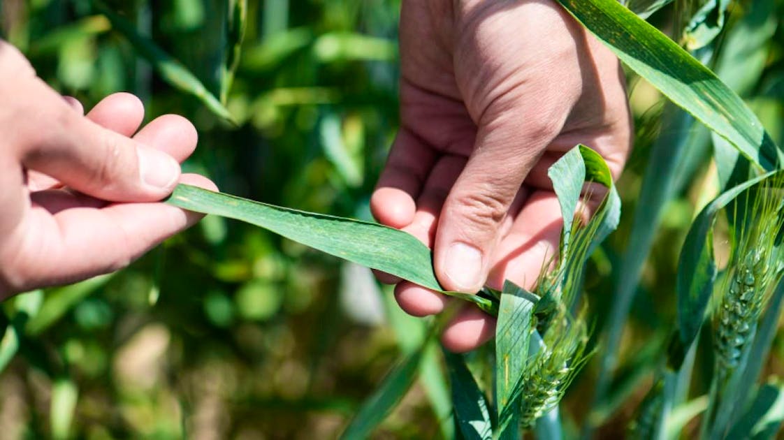 Researchers uncover fungus' trick against wheat defense system