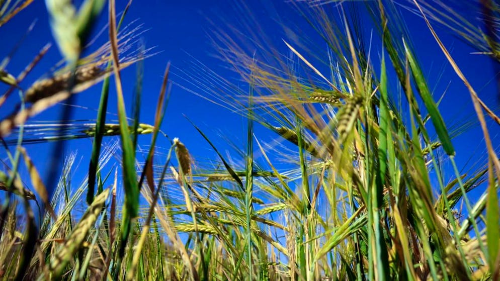 .Banche scommettono sul calo. L'entusiasmo per gli investimenti sostenibili si sta raffreddando in Svizzera