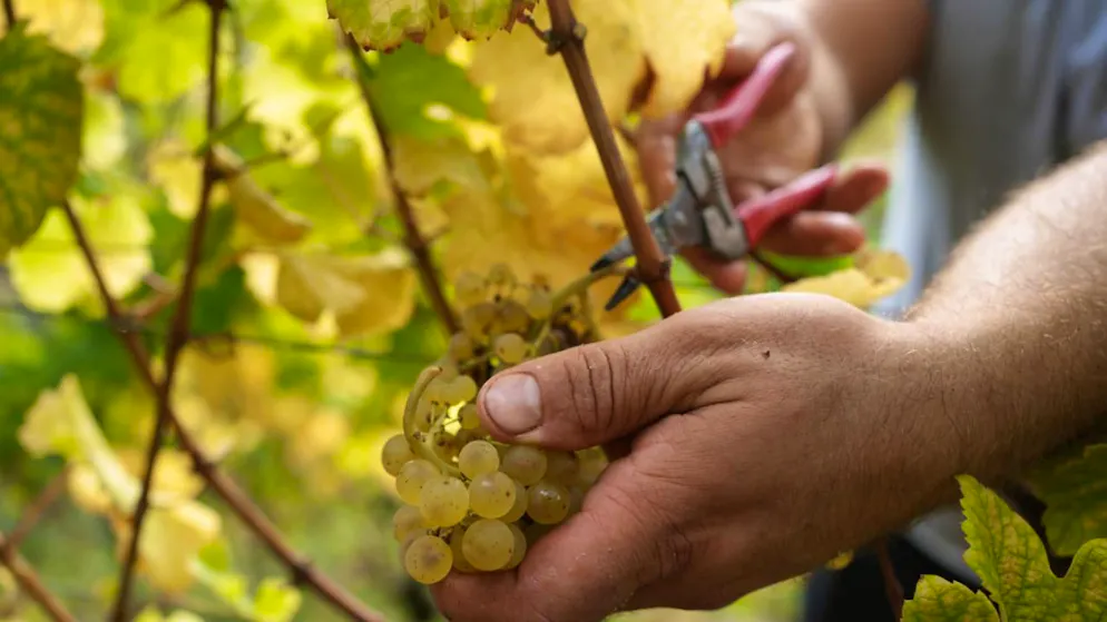 Svizzera. L'UFAG pubblica la strategia per una migliore protezione delle colture