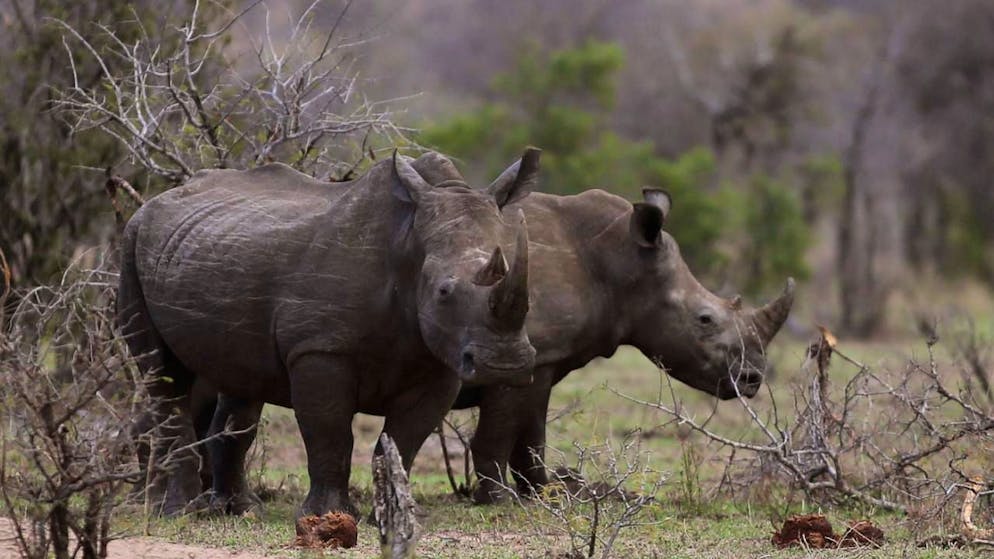Alcuni sono isolati. Maltempo e alluvioni in Sudafrica, disagi per i turisti