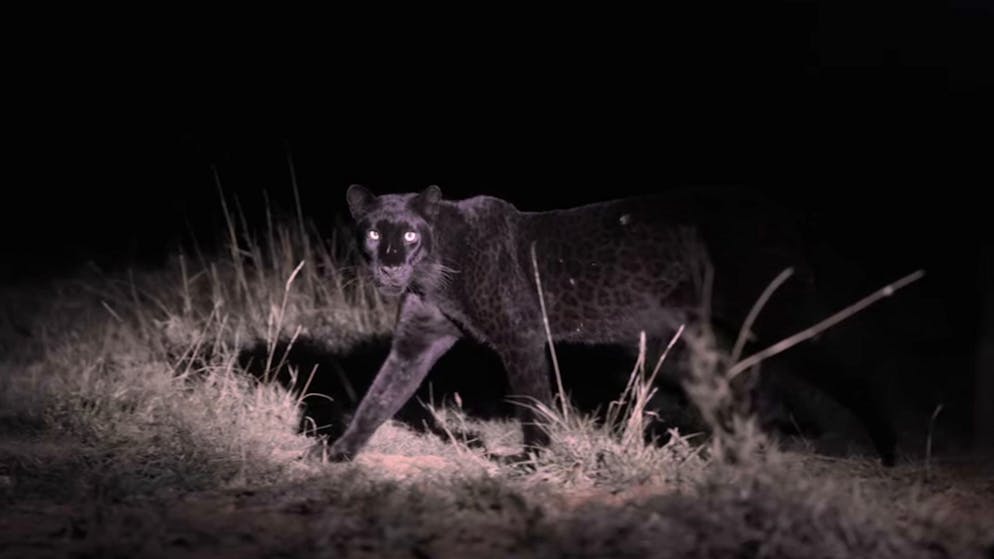 Kenia. Fotograf gelingt Schnappschuss von extrem seltenem Raubtier