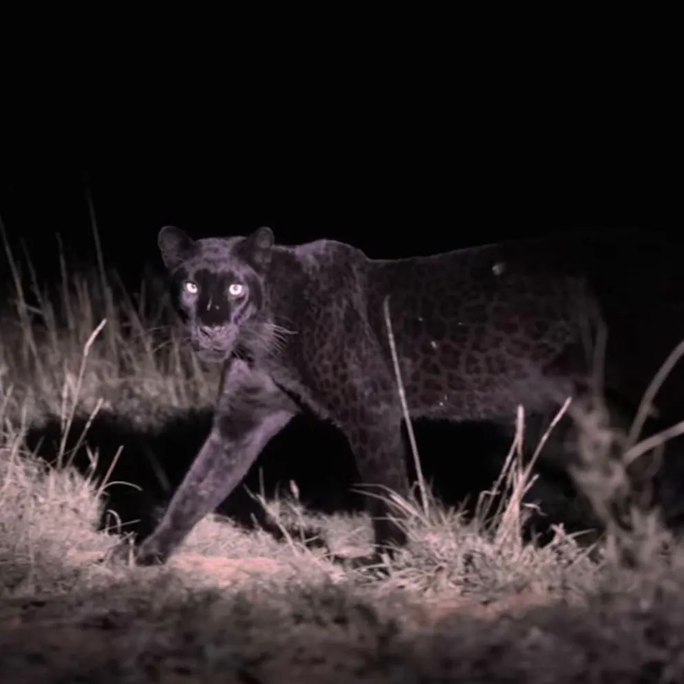 Kenia. Fotograf gelingt Schnappschuss von extrem seltenem Raubtier