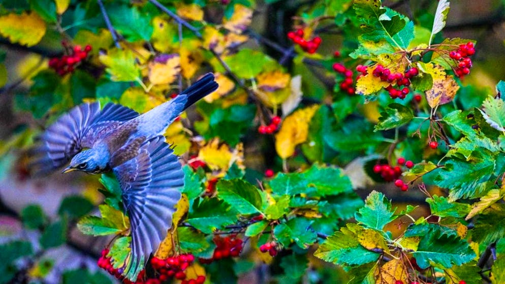 Species such as the juniper thrush, which prefer to live in farmland and forests, are increasingly being seen in gardens after the onset of winter at the weekend. (archive picture)