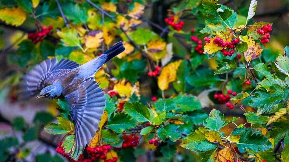 Svizzera. Più uccelli nei giardini con l'arrivo dell'inverno