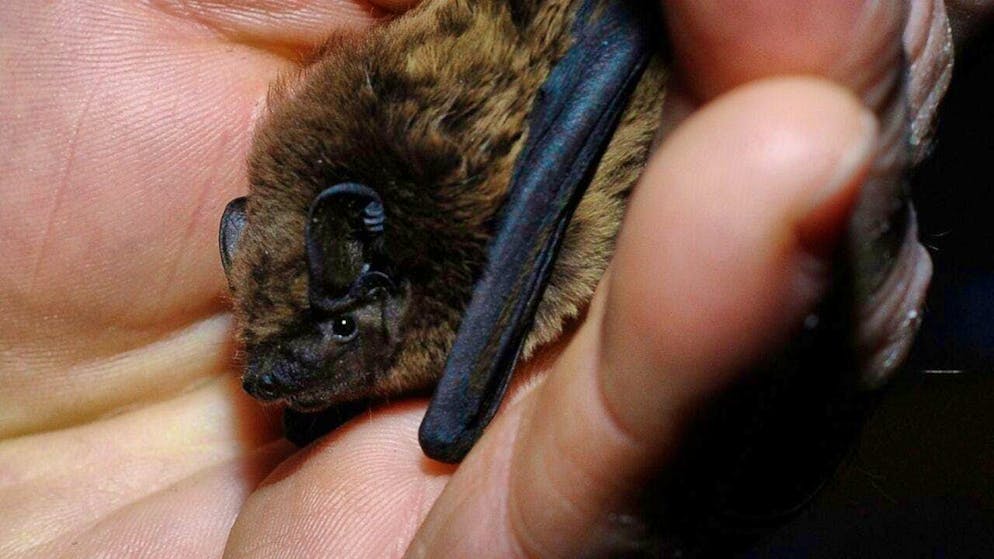 All bats occurring in Switzerland are on the list of endangered species. (archive picture)