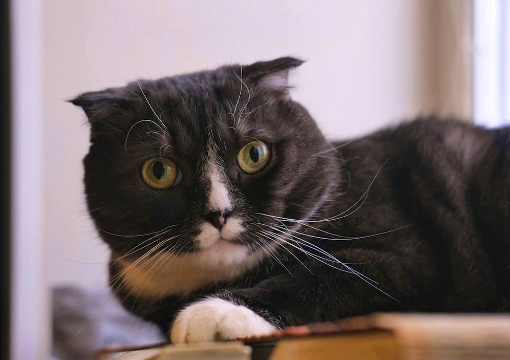 Le long voyage de retour d'un chat fait les gros titres en France.