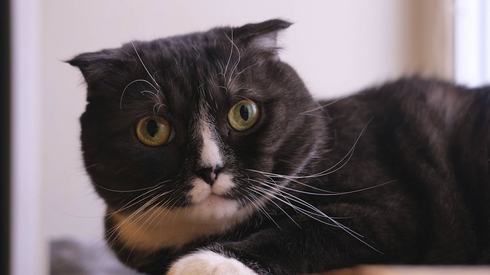 Unglaubliche Rückkehr. Büsi Filou entwischt aus Wohnmobil – und läuft 250 Kilometer nach Hause