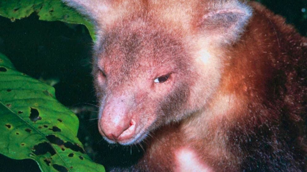 Tree kangaroos are considered endangered and are native to Papua New Guinea. (theme picture)