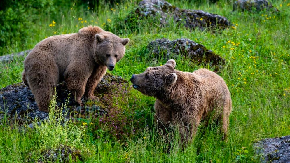 Parents des oursons nés dimanche à Goldau, la femelle Tamar et le mâle Takis se sont accouplés l'été dernier.