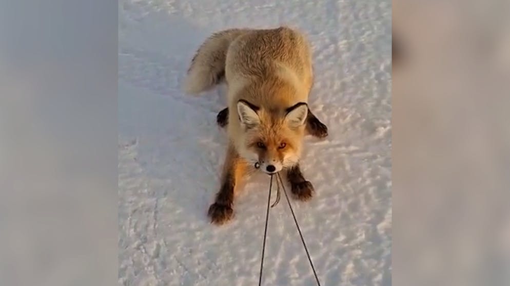 It wants the fish. Here man and fox fight a tug-of-war duel