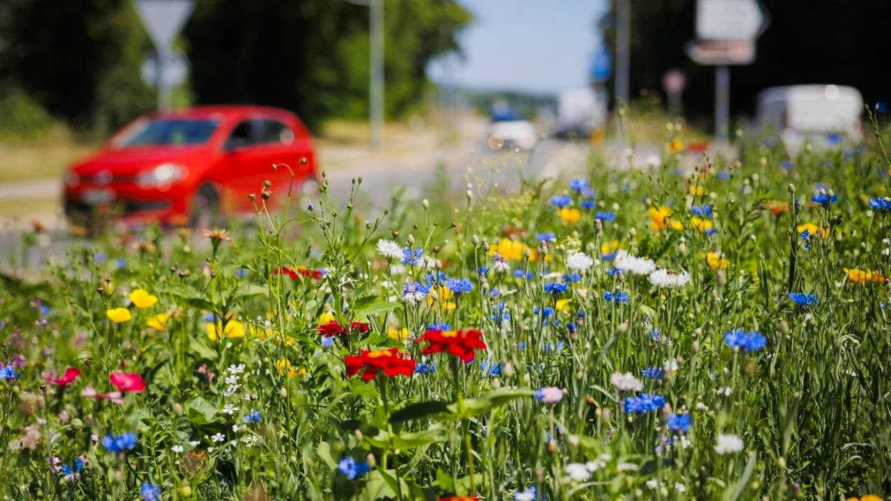 Environment. The state of biodiversity in Switzerland remains poor in many places
