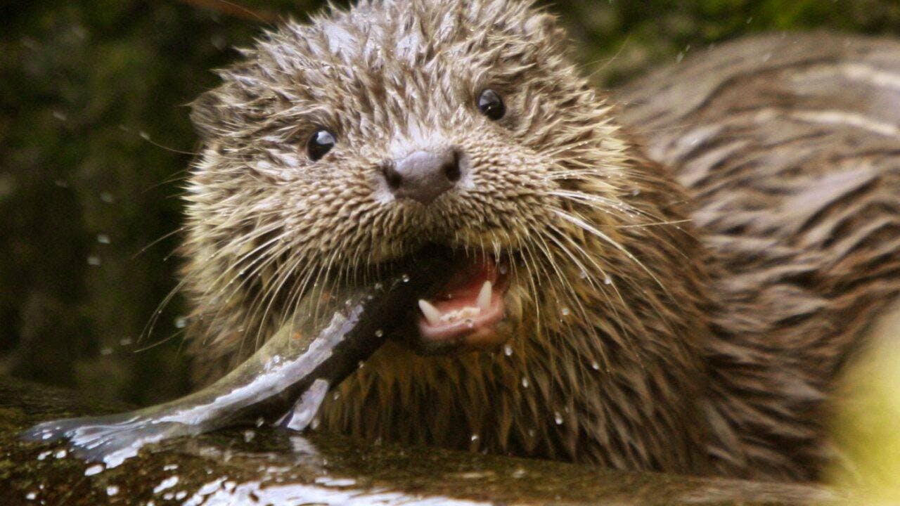 Animali protetti. La lontra è tornata anche nel canton Soletta