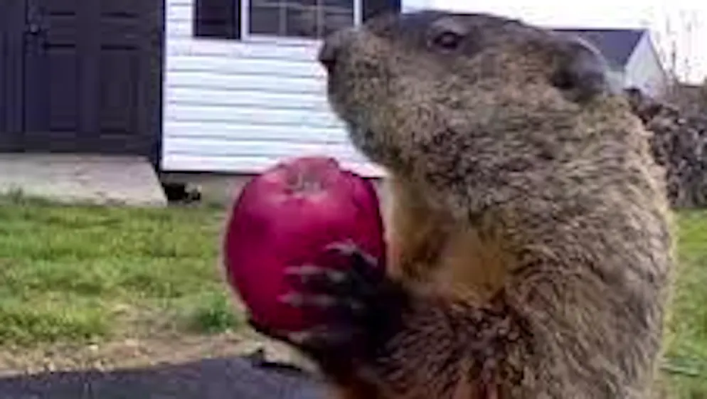 L'histoire de Chunk. Le casse du siècle… La marmotte qui n’en a rien à grignoter