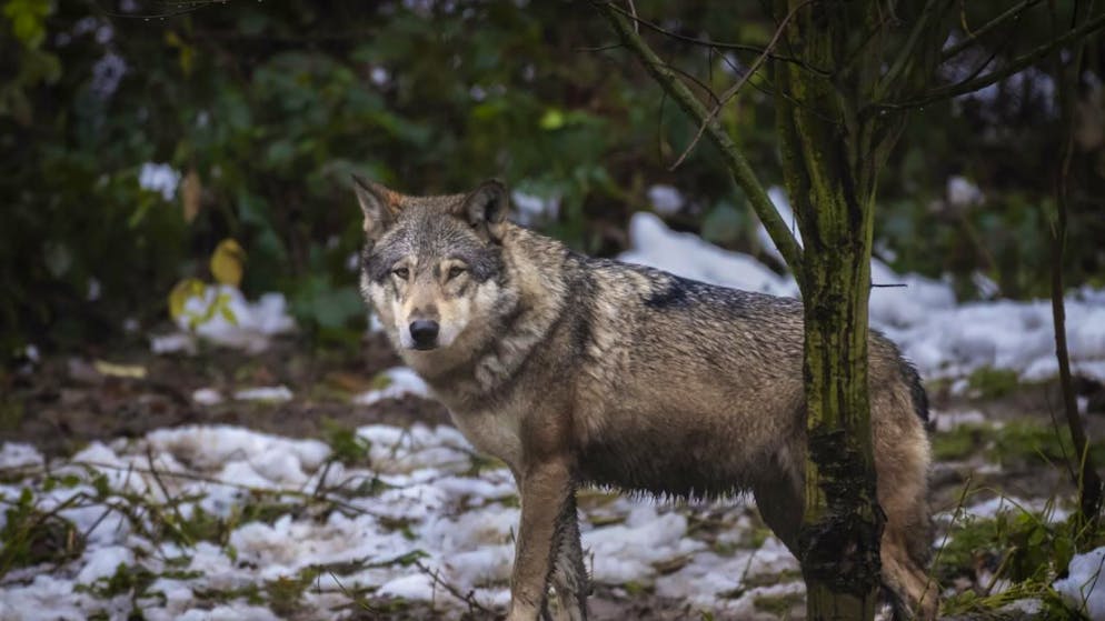«Un risque de prédations». Vaud veut abattre trois louveteaux de la meute Jougne-Suchet