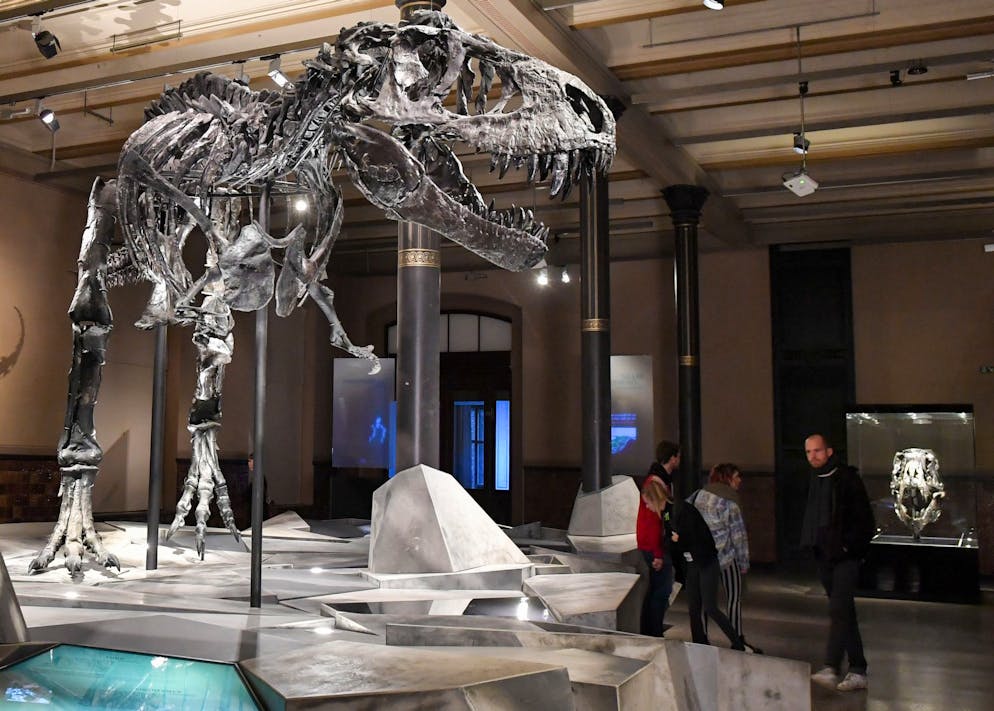 Auch ein Top-Räuber fängt klein an: T. rex war Spätzünder - Gallery. Einen Grossteil seines Lebens verbrachte der T. rex wohl damit, mit kleineren Raubtieren um Nahrung zu konkurrieren.