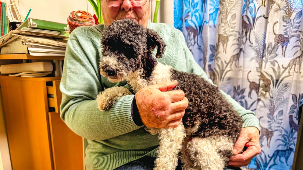 No dog ticket when getting off the bus. Pensioner (85) fined for dog on bus - she defends herself alone in court