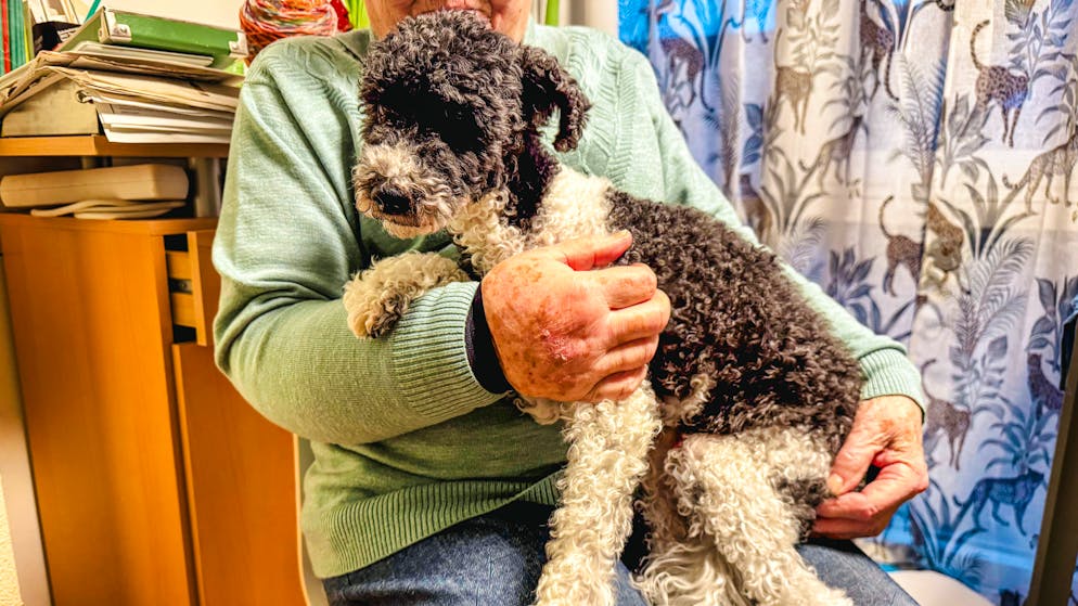 No dog ticket when getting off the bus. Pensioner (85) fined for dog on bus - she defends herself alone in court