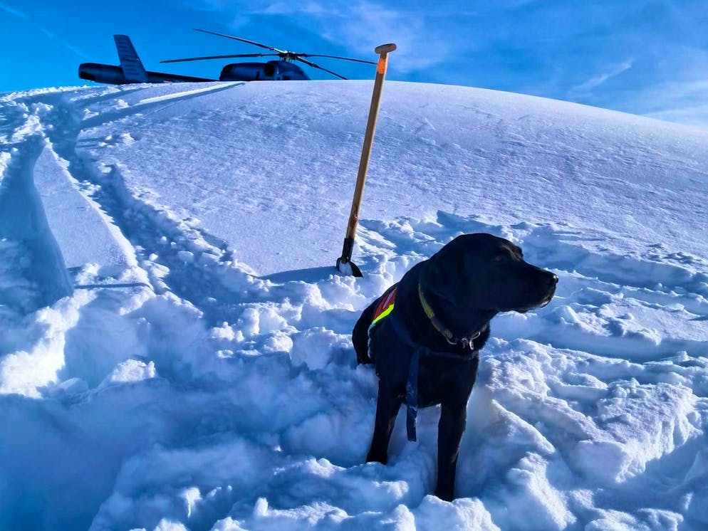 Otto morti in valanga in Austria: i soccorritori scuotono la testa - Gallery. Anche i cani sono stati coinvolti nelle operazioni di soccorso dopo la valanga sul Finsterkopf.