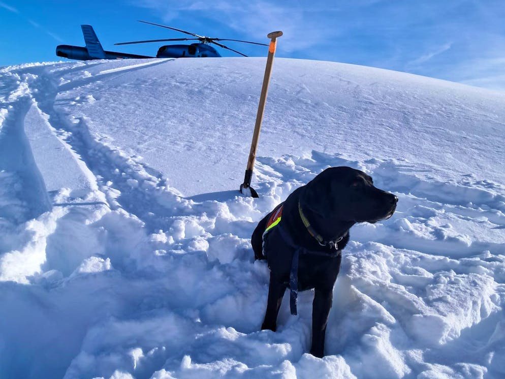 Otto morti per valanghe in Austria - Gallery. Anche i cani da ricerca sono stati impiegati nelle operazioni di soccorso dopo la valanga al Finsterkopf.