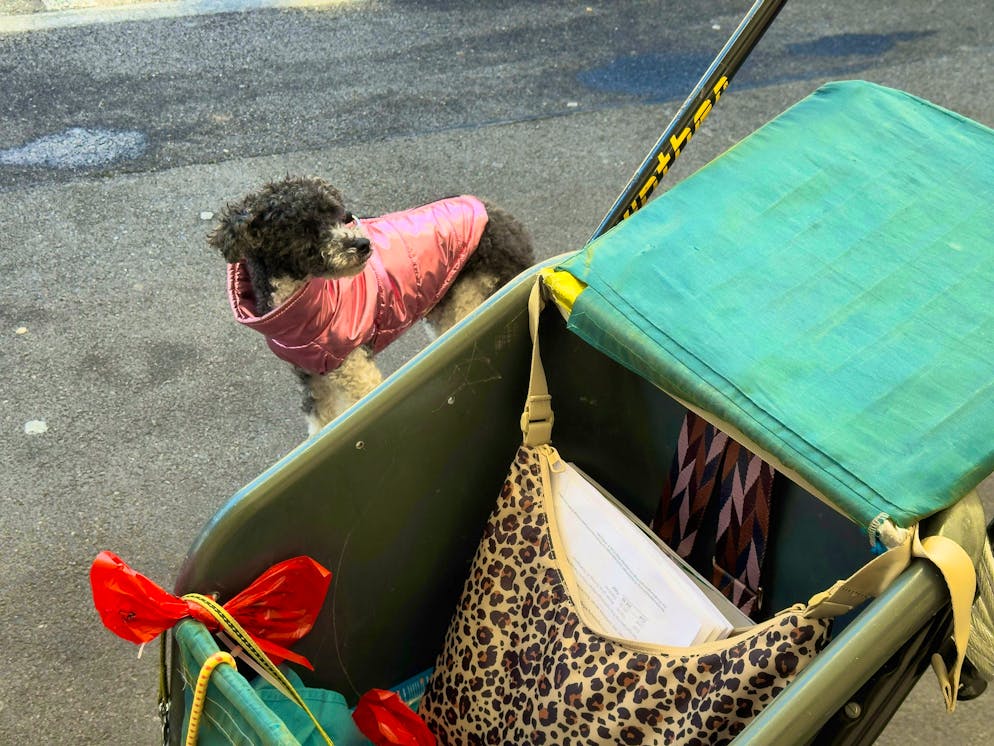 The poodle came along to the court hearing on Monday.