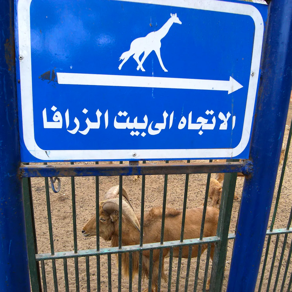 Kairo Zoo. Hier geht es wohl zu den Giraffen: Für europäische Besucher sind die Wegweiser zu den Tieren mit Symbolen versehen.