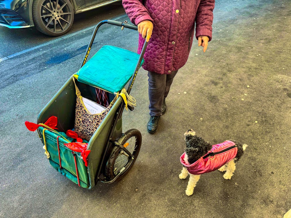 La pensionata si è presentata lunedì con il suo barboncino.