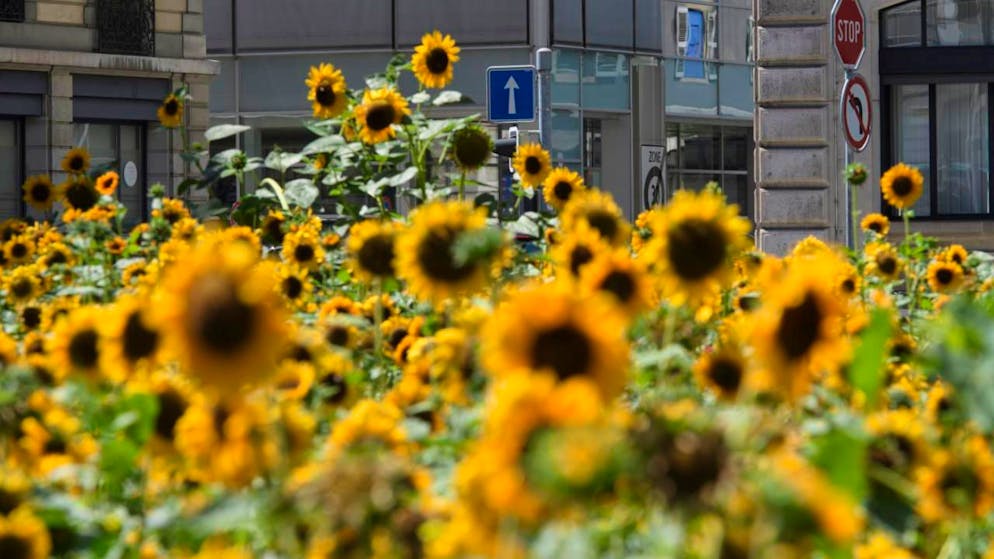 La Fondation Etrillard crée un nouveau prix pour soutenir la nature en ville. (Photo d'illustration)